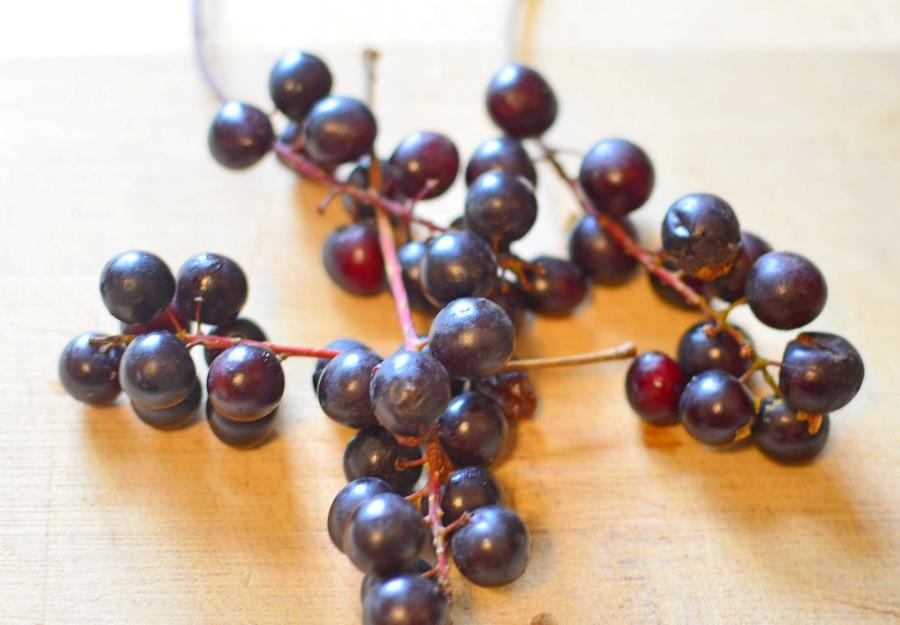 home remedy for colds and flu - elderberries