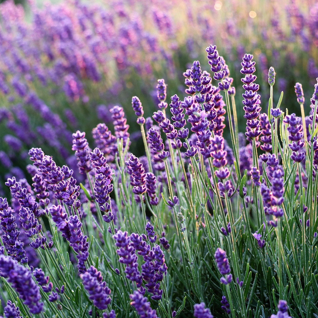 lavender plant