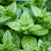 peppermint plant