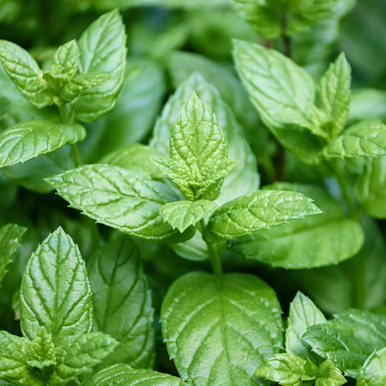 peppermint plant