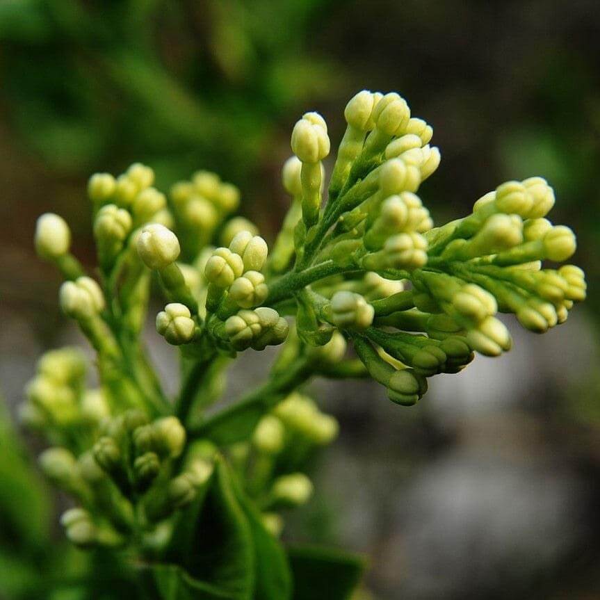 clove buds