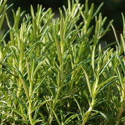 rosemary plant