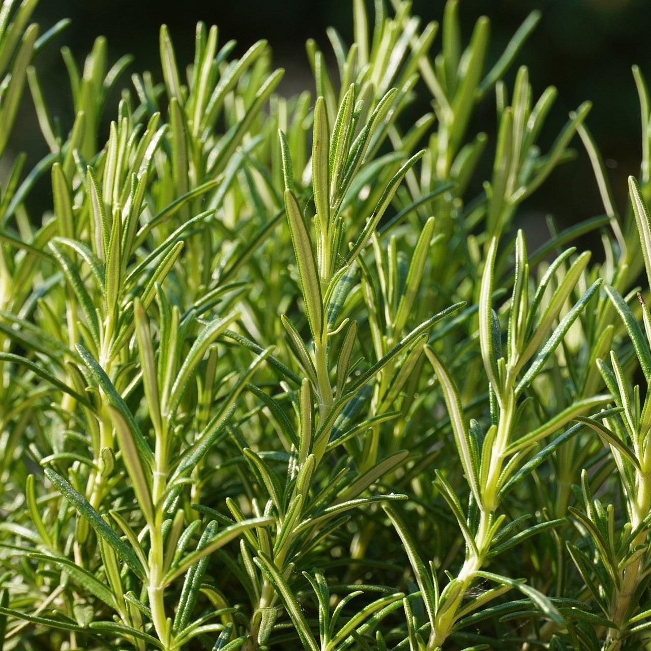 rosemary plant